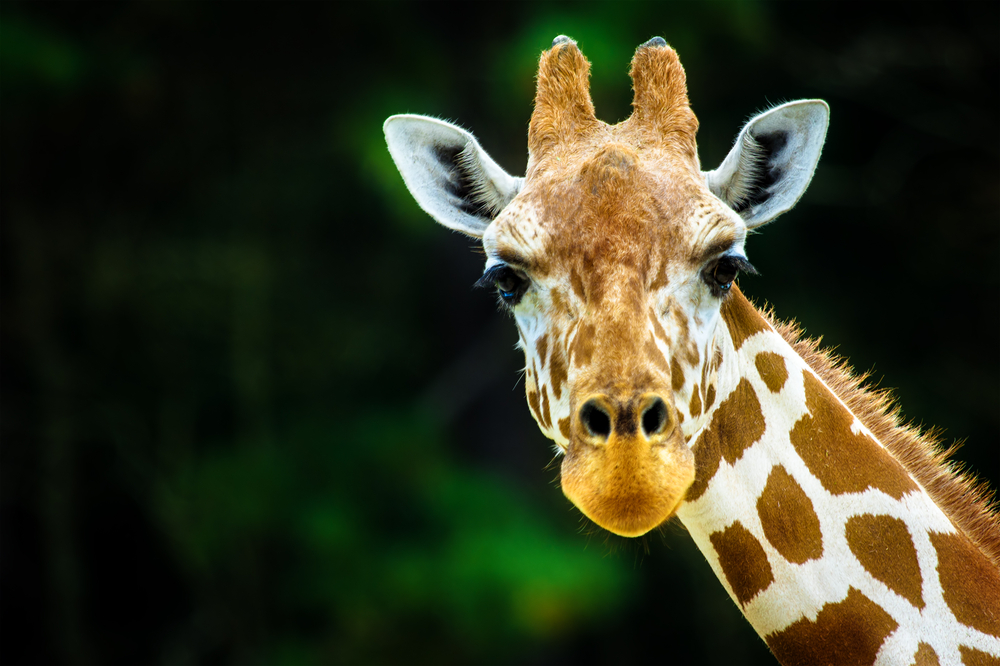 Check Out the Franklin Park Zoo Near Cambridge